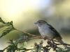 Pinsons des arbres femelle